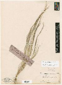 Muhlenbergia implicata image