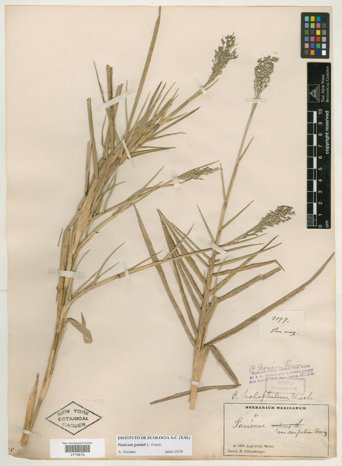 Panicum gouinii image