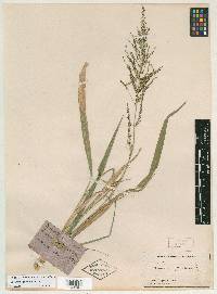 Panicum polygonatum image