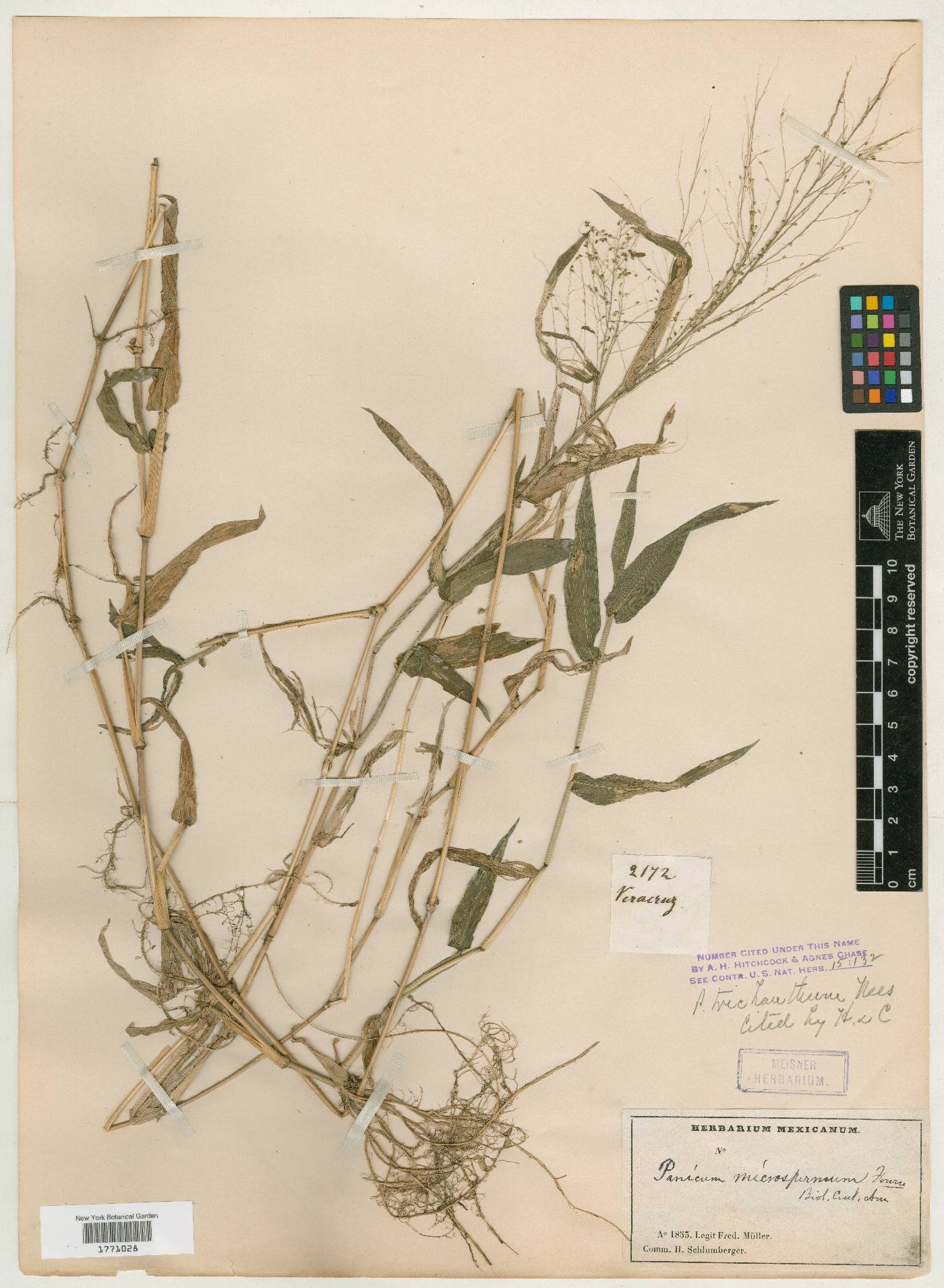 Panicum trichanthum image