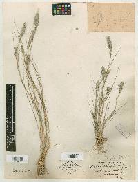 Pappophorum bicolor image