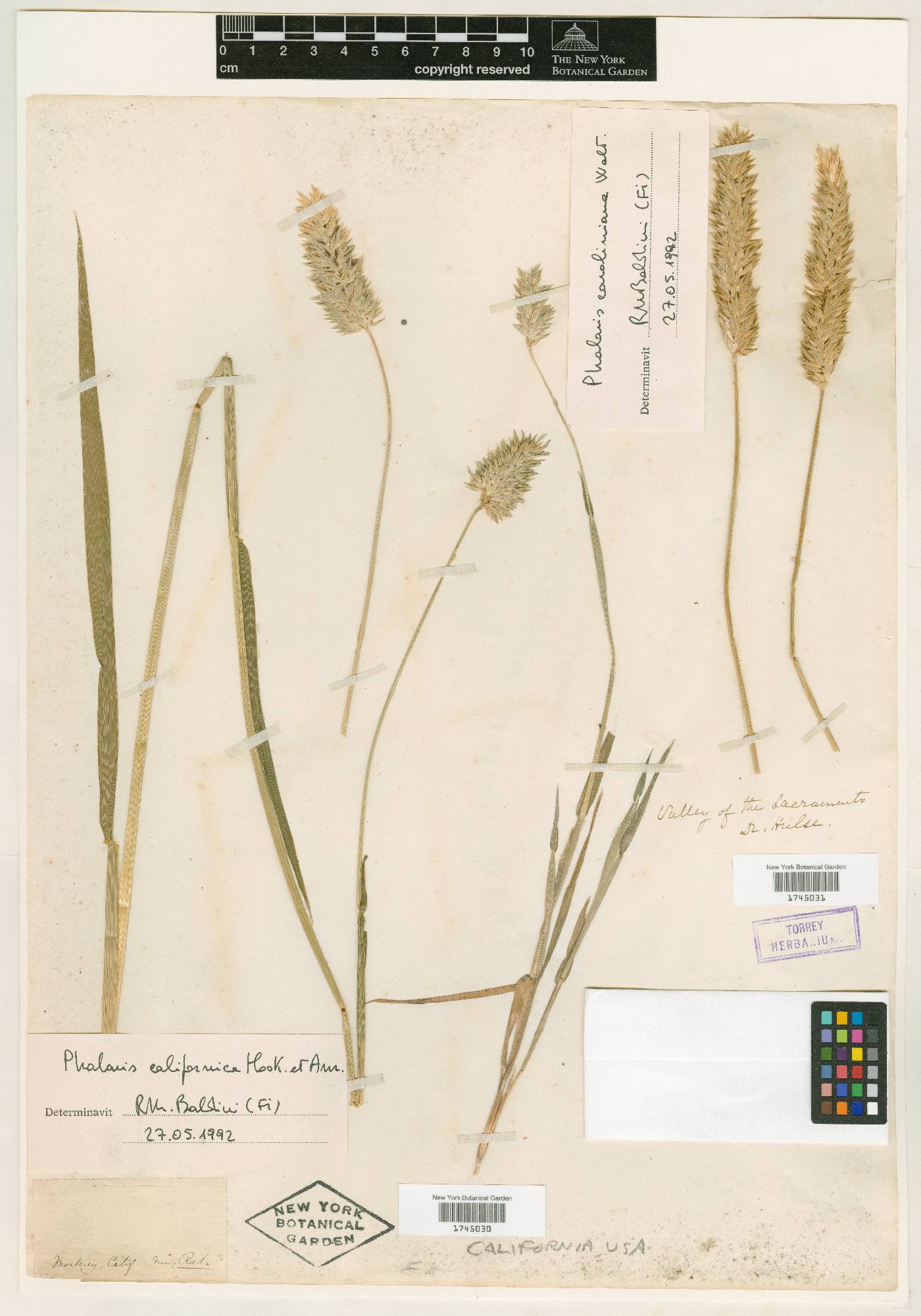 Phalaris californica image