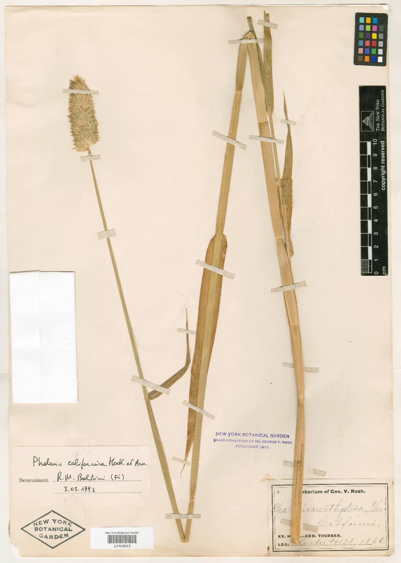 Phalaris californica image