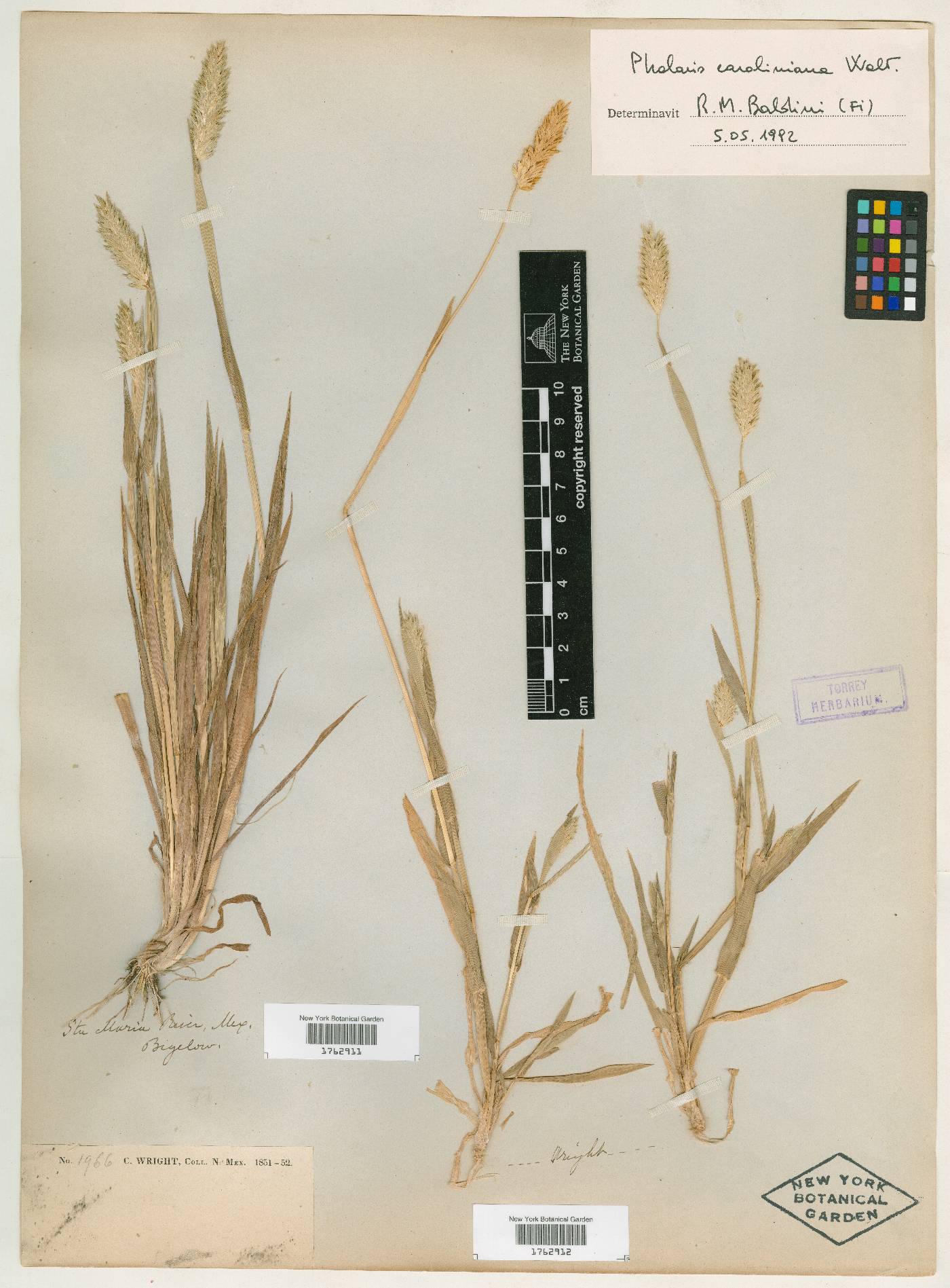 Phalaris caroliniana image