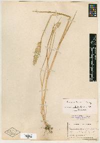 Phalaris lemmonii image