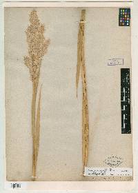 Phragmites australis image