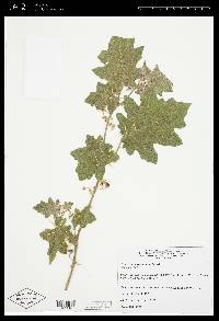 Solanum myriacanthum image