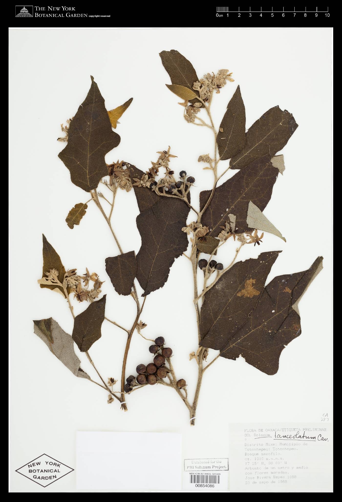 Solanum lanceolatum image