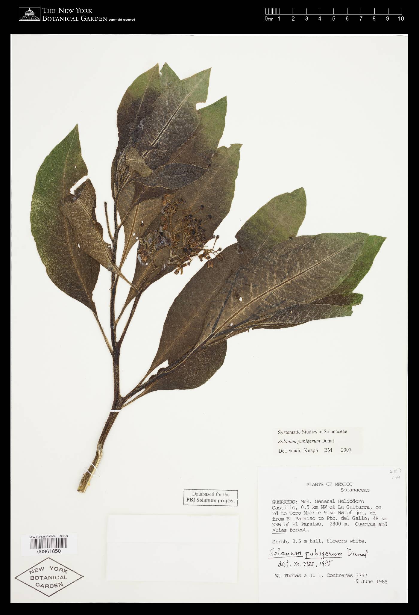 Solanum pubigerum image