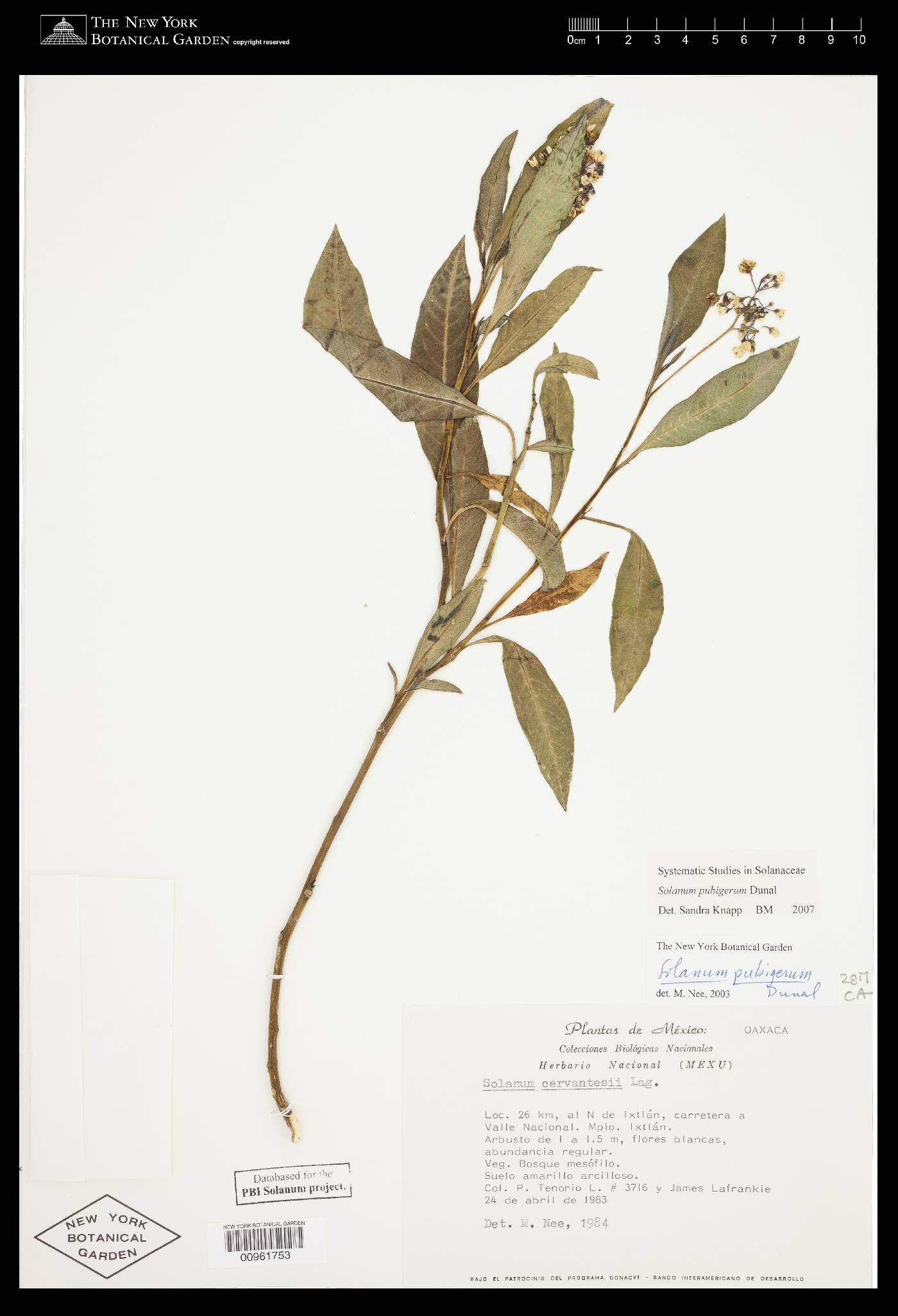 Solanum pubigerum image