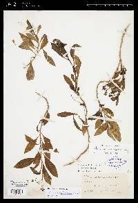 Solanum pubigerum image