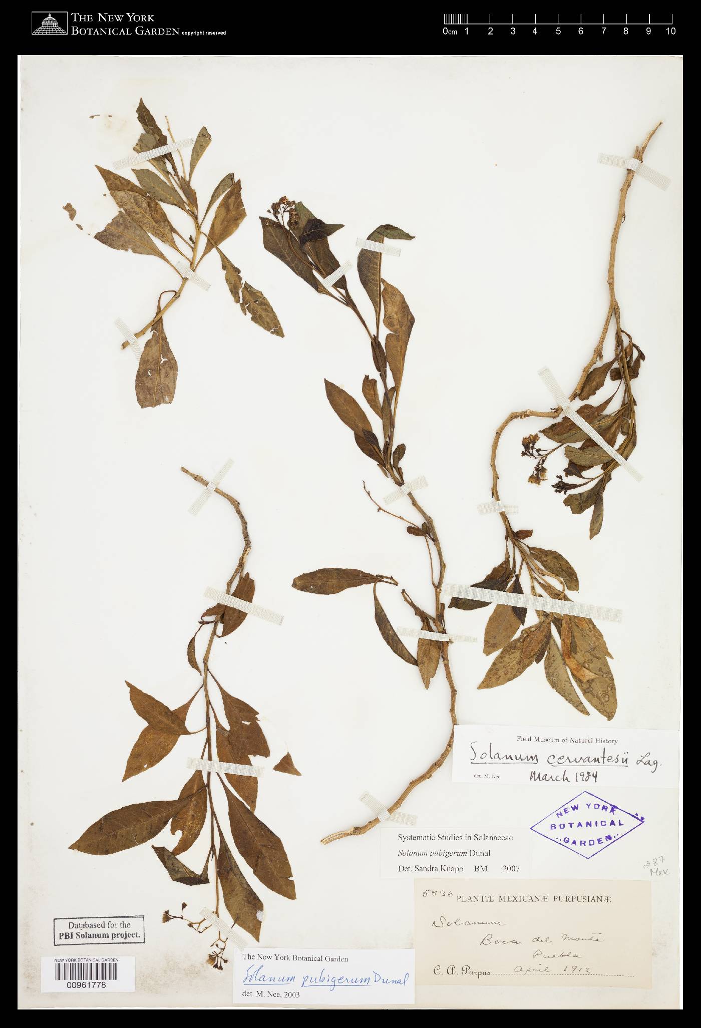 Solanum pubigerum image