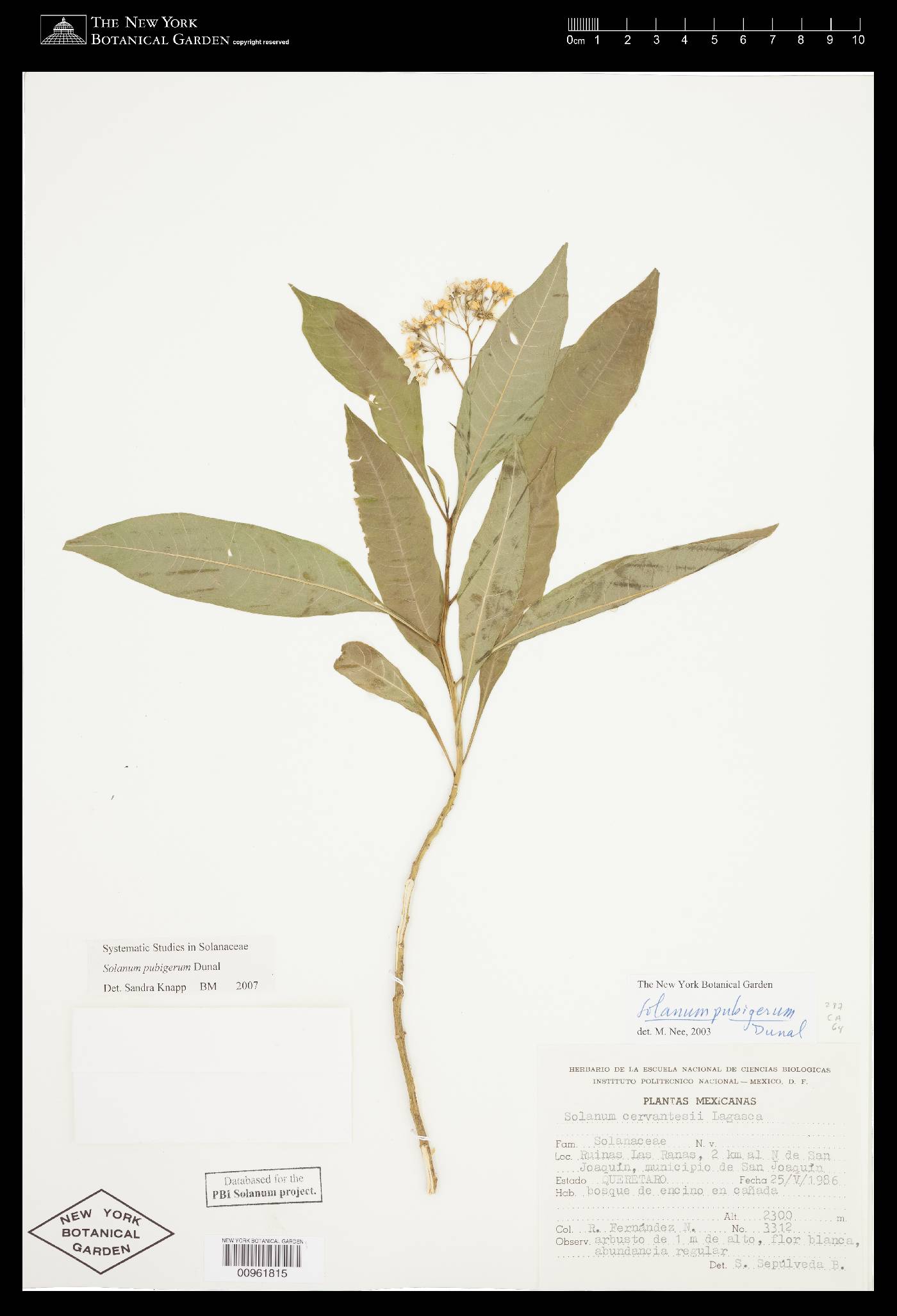 Solanum pubigerum image