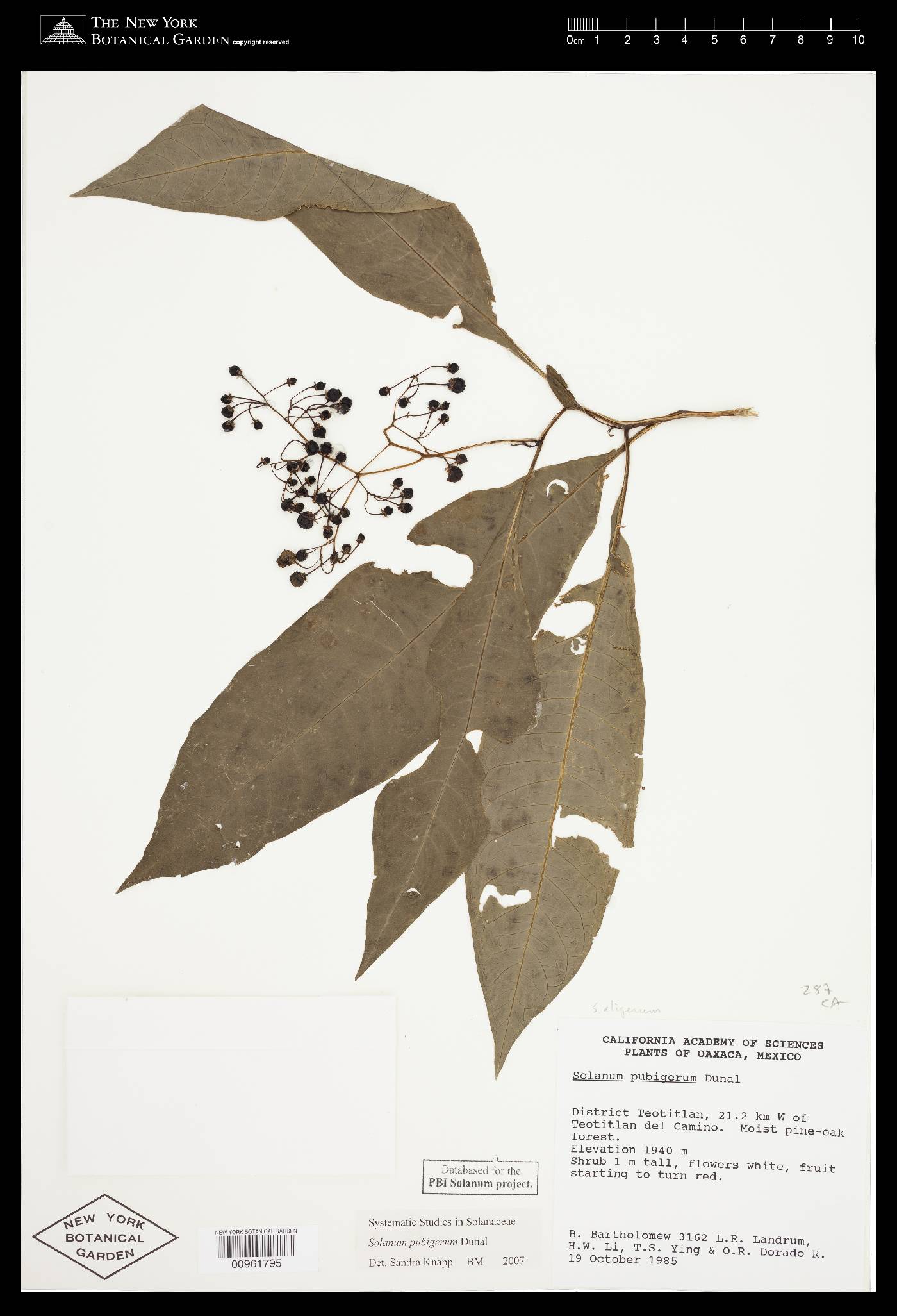 Solanum pubigerum image