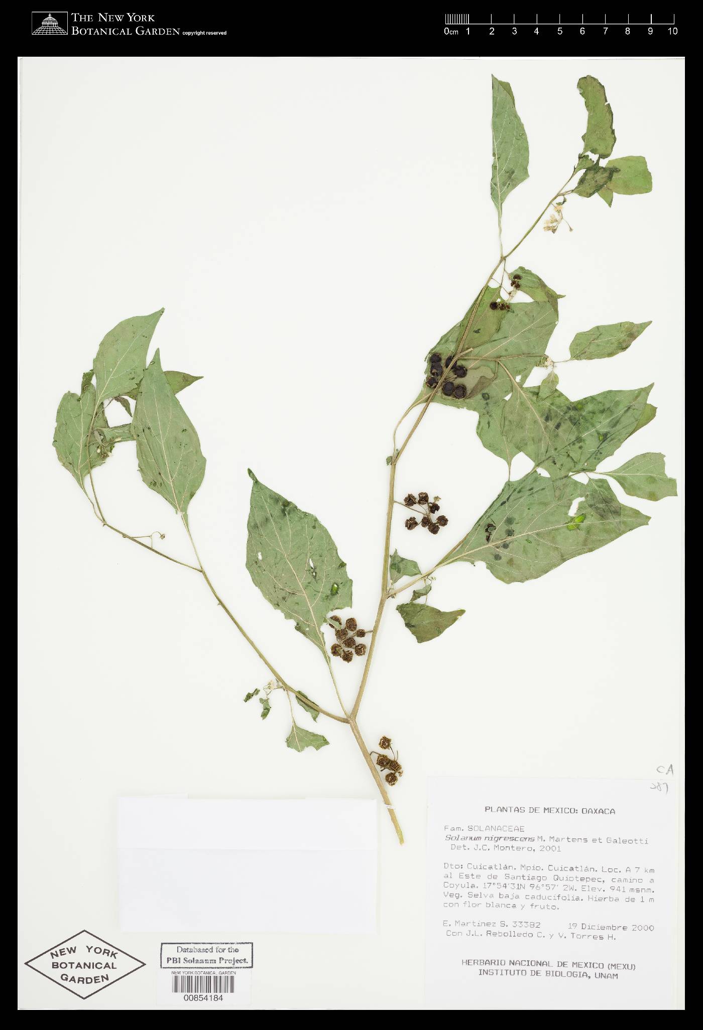 Solanum nigrescens image