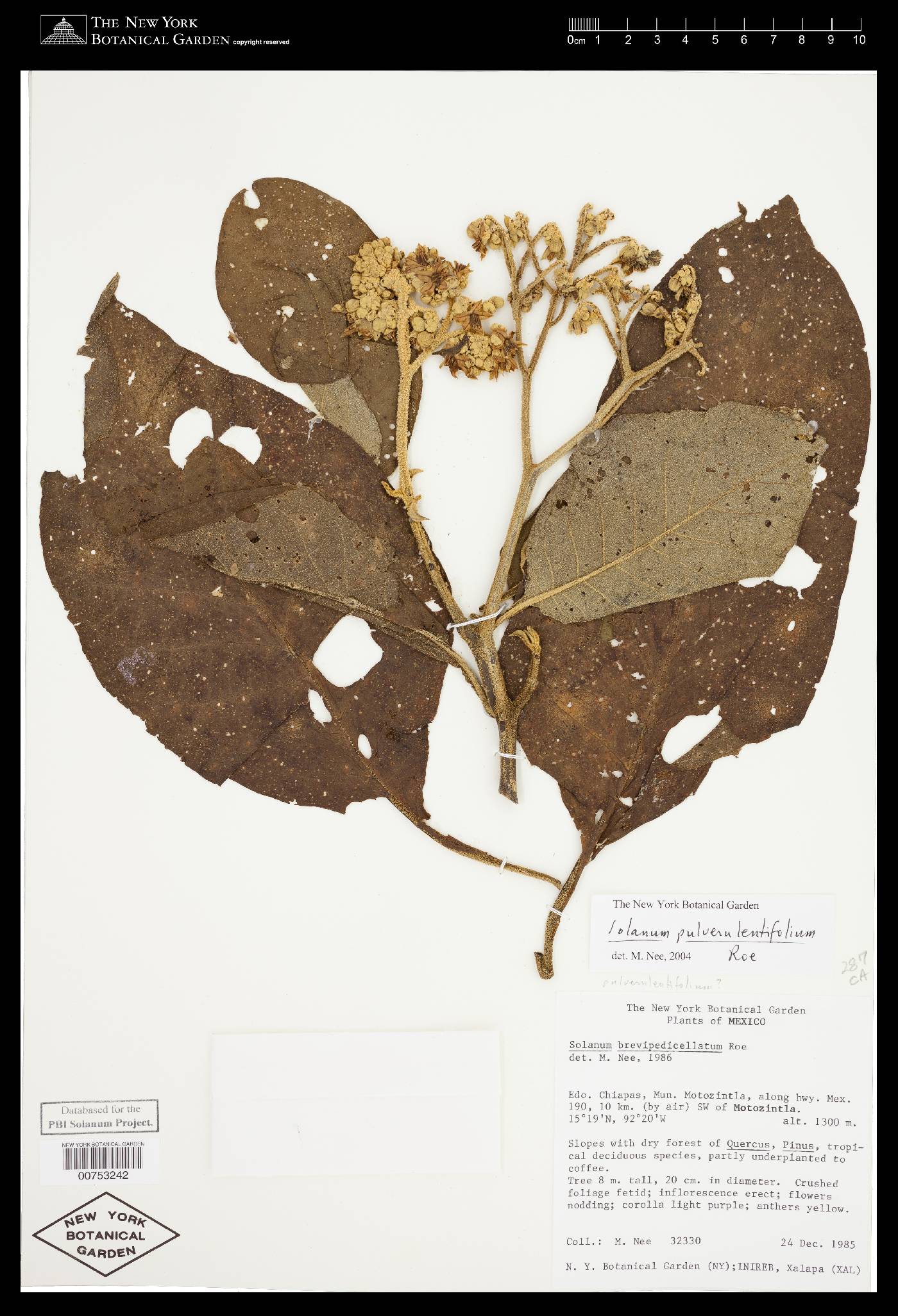 Solanum pulverulentifolium image