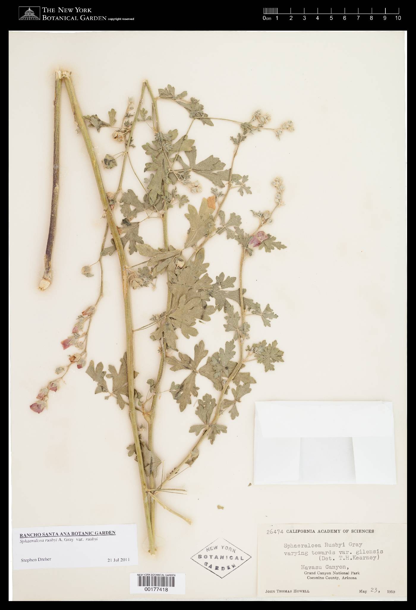 Sphaeralcea rusbyi var. rusbyi image