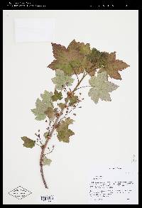 Ribes laxiflorum image