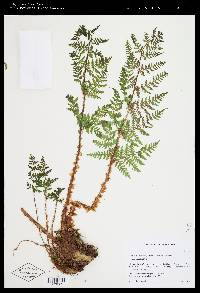 Dryopteris expansa image