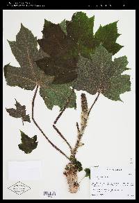 Oplopanax horridus image