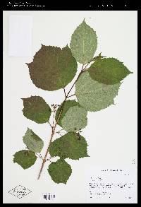 Viburnum edule image