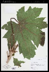 Oplopanax horridus image