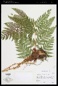 Dryopteris expansa image