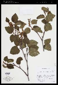 Alnus viridis image