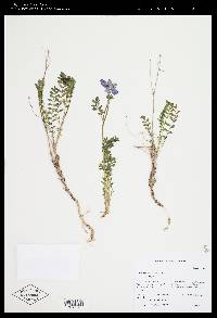 Polemonium boreale image