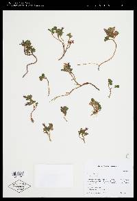 Salix rotundifolia image