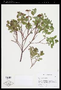 Spiraea stevenii image