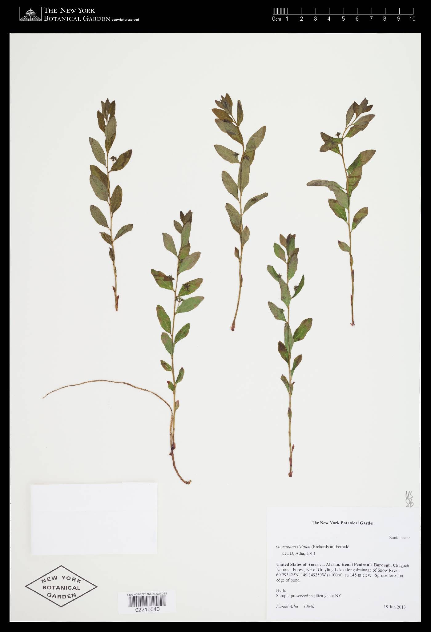 Geocaulon lividum image