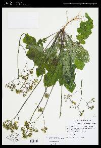 Youngia japonica image