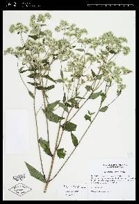 Eupatorium album image