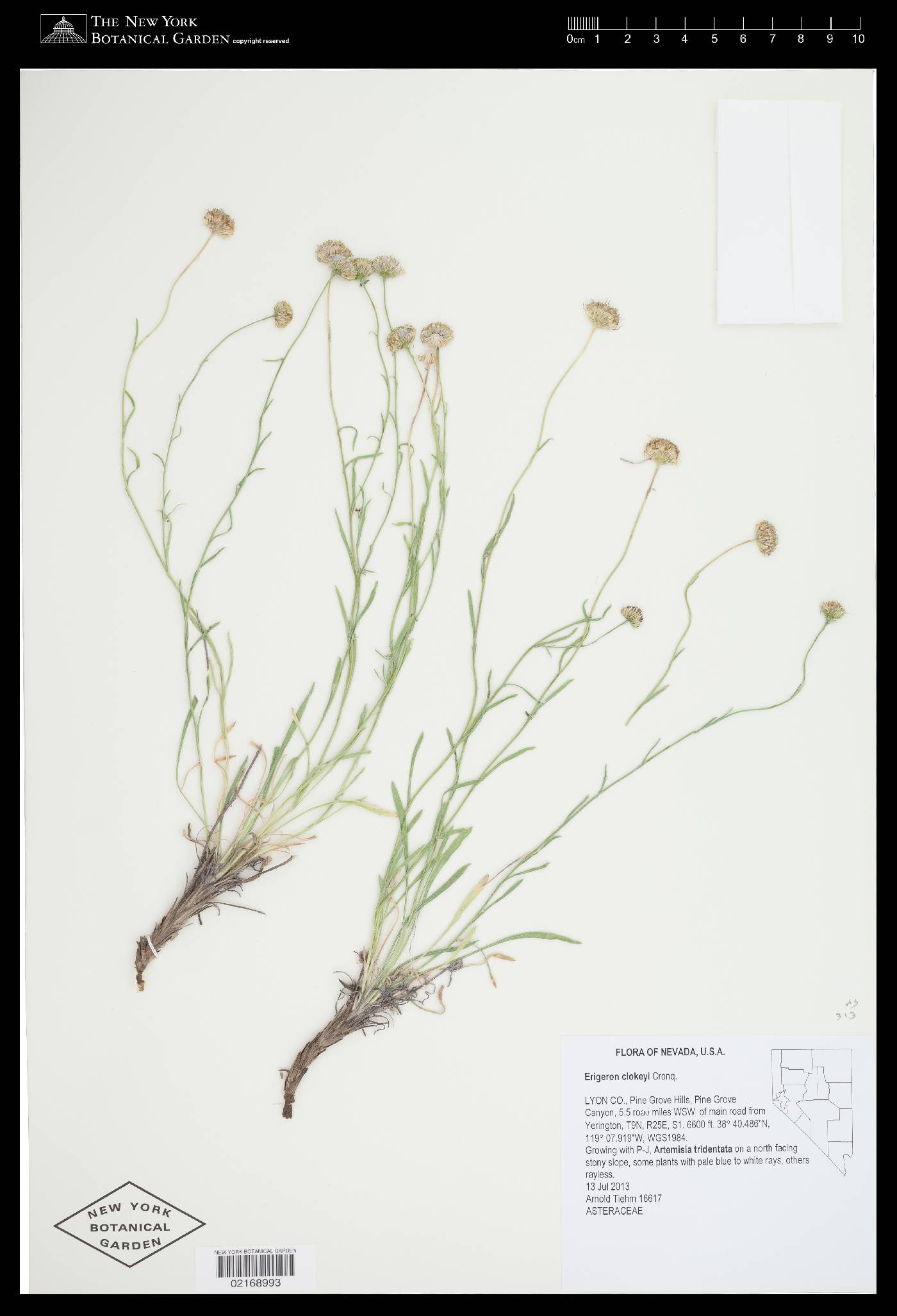 Erigeron clokeyi image