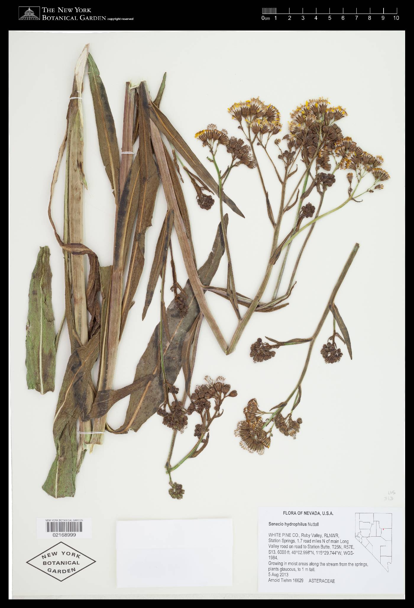 Senecio hydrophilus var. pacificus image
