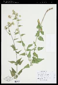 Brickellia grandiflora image