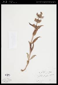 Penstemon angustifolius image