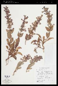 Penstemon carnosus image