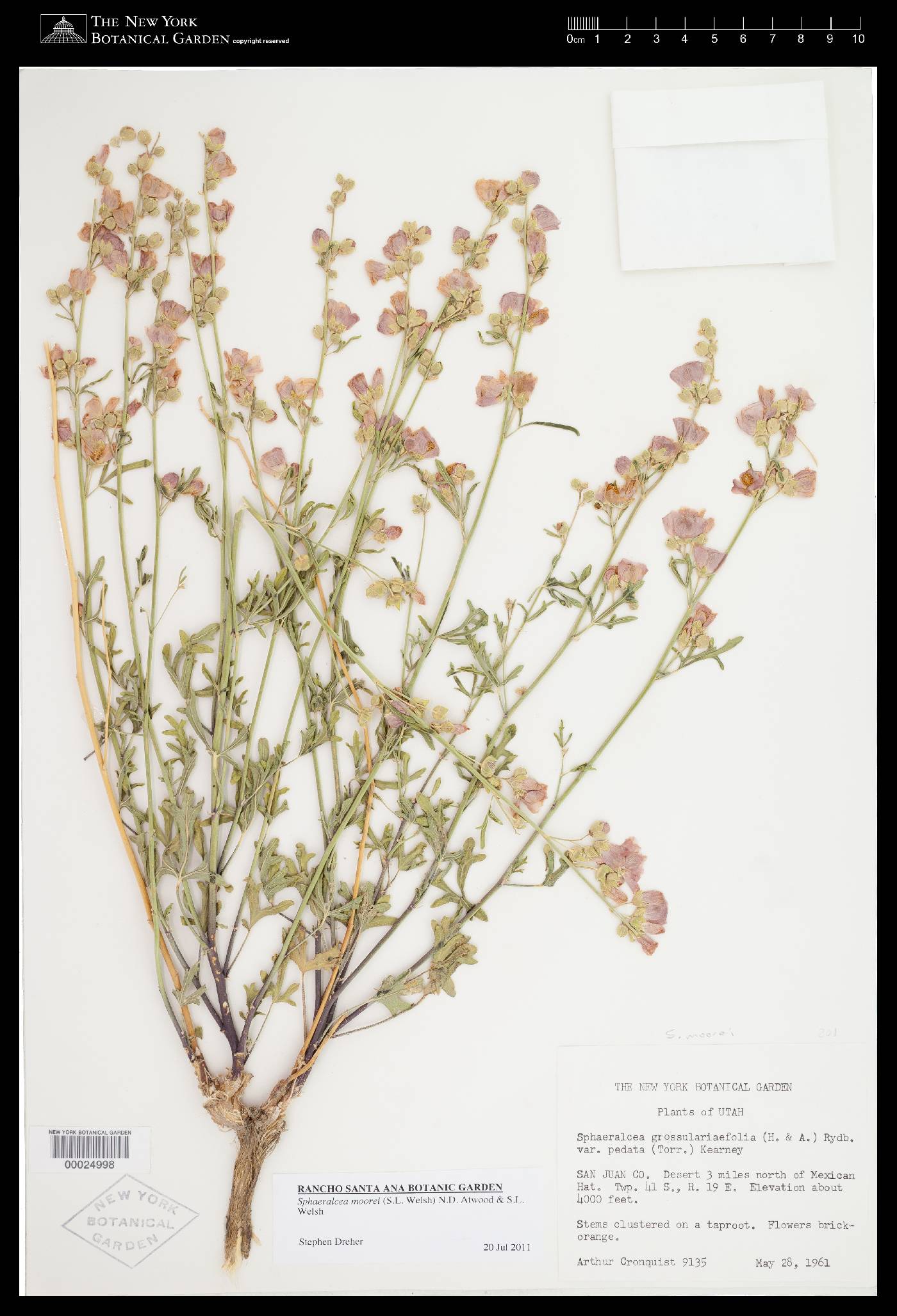 Sphaeralcea moorei image