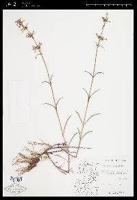 Penstemon cinicola image