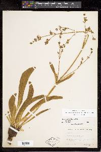 Valeriana edulis image