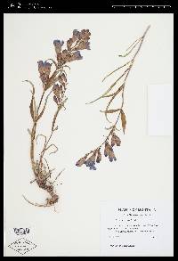 Penstemon caryi image