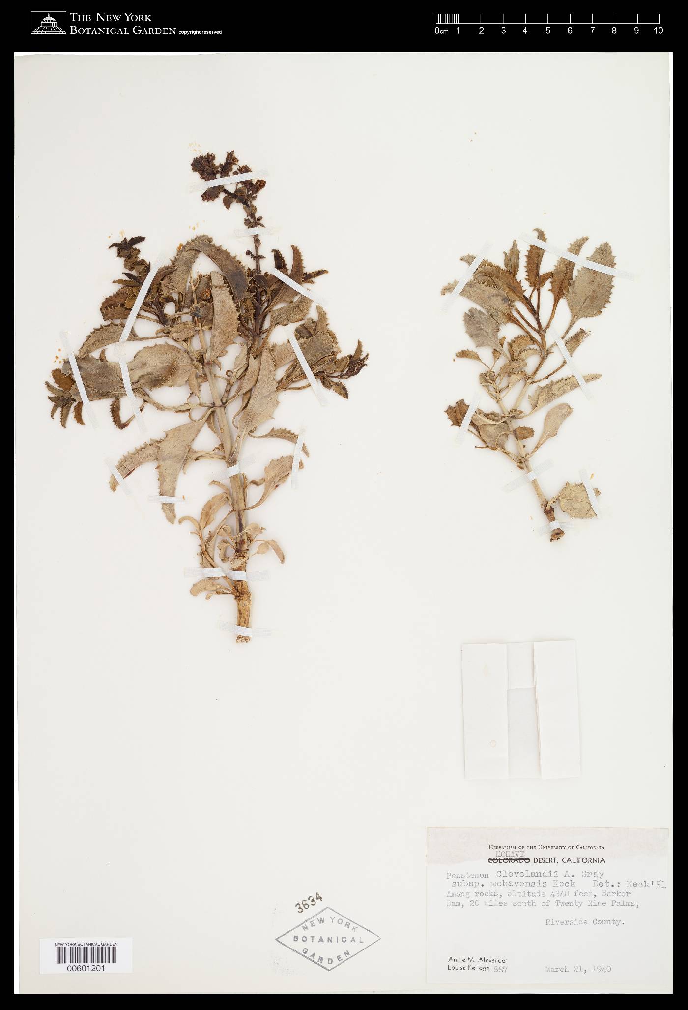 Penstemon clevelandii var. mohavensis image
