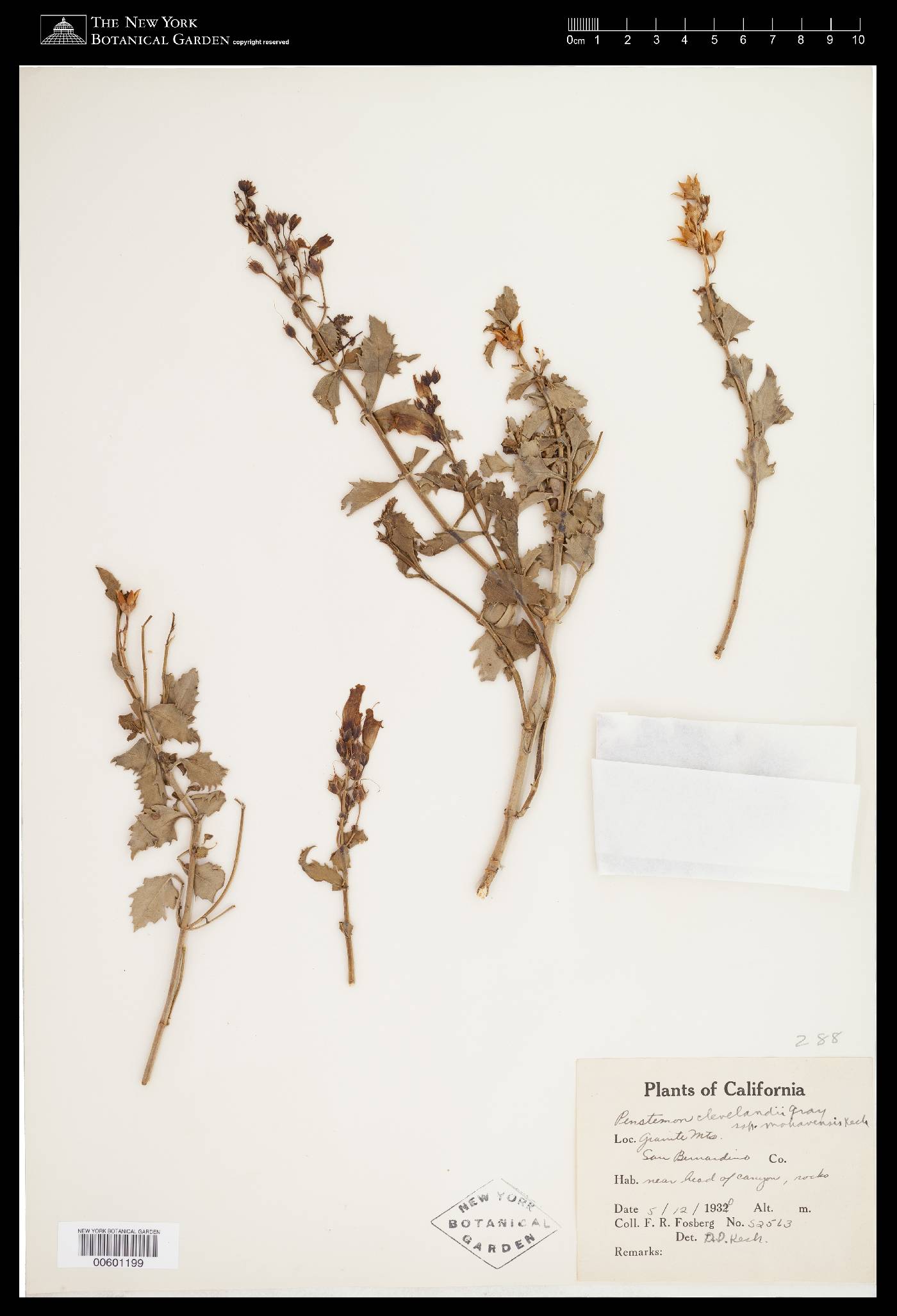Penstemon clevelandii var. mohavensis image