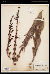 Penstemon centranthifolius image