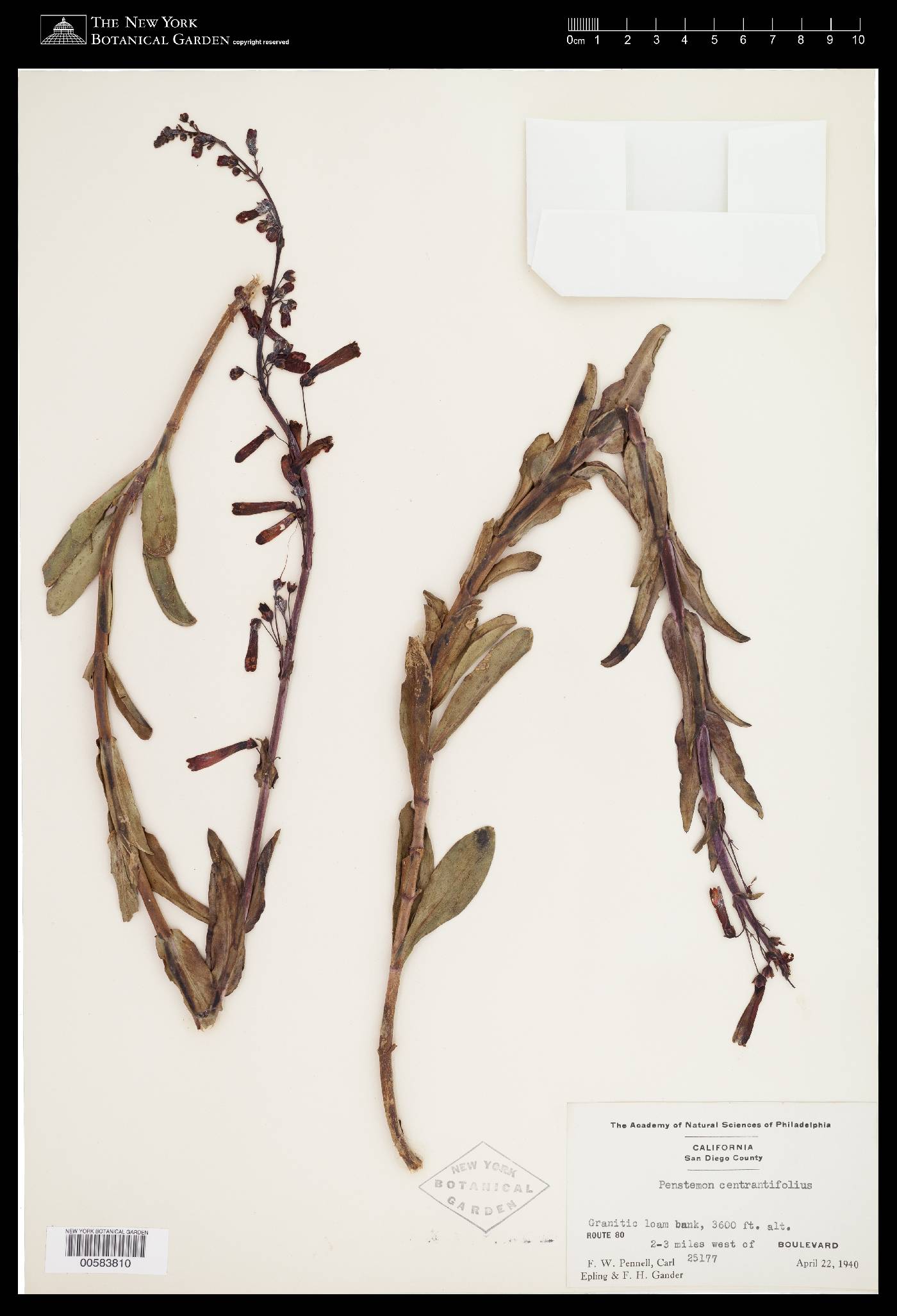 Penstemon centranthifolius image