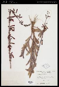 Penstemon centranthifolius image