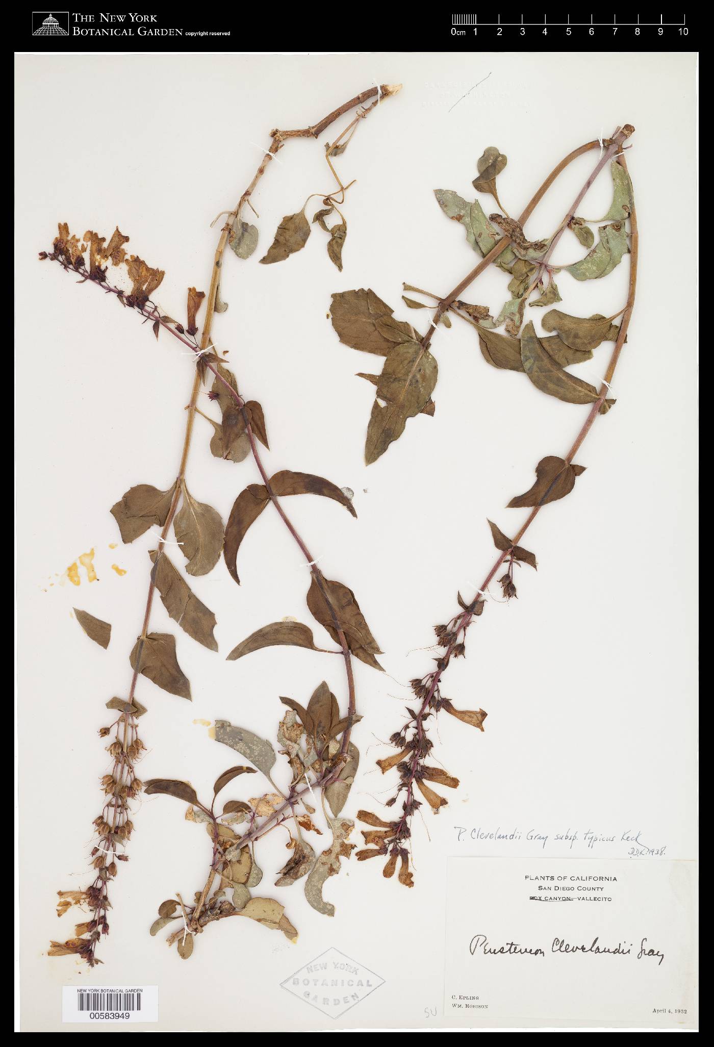 Penstemon clevelandii var. clevelandii image