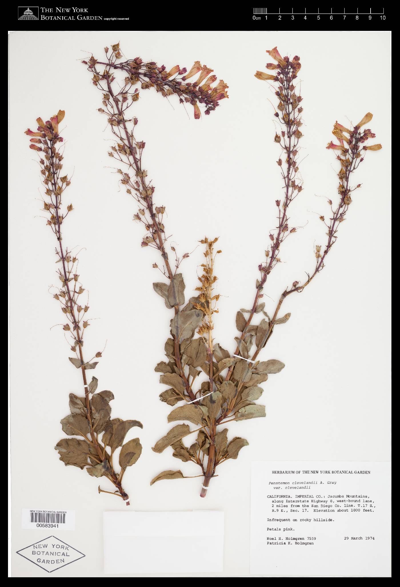 Penstemon clevelandii var. clevelandii image